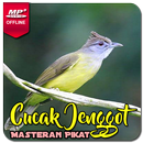 Masteran Cucak Jenggot Gacor APK
