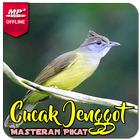 Masteran Cucak Jenggot simgesi