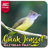 Masteran Cucak Jenggot simgesi