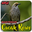 Suara Burung Cucak Rowo Gacor