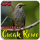 Suara Burung Cucak Rowo Gacor