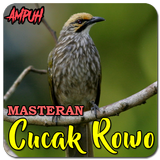 Suara Burung Cucak Rowo icône