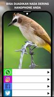 Suara Burung Cucak Rowo Ekran Görüntüsü 3