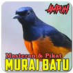 Suara Murai Batu Gacor Ampuh