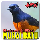 Suara Murai Batu أيقونة