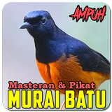 Suara Murai Batu أيقونة