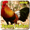 Suara Pemikat Ayam Hutan