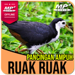 Suara Pemikat Ruak Ruak Ampuh