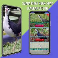 Suara Pemikat Ruak Ruak Ampuh ภาพหน้าจอ 1