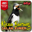 Kicau Jalak Suren Gacor Ampuh