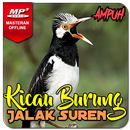 Kicau Jalak Suren Gacor Ampuh APK
