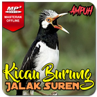 Kicau Jalak Suren Gacor Ampuh biểu tượng