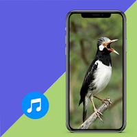 Kicau Jalak Suren Gacor Ampuh ảnh chụp màn hình 3