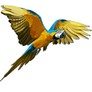 Magnificent birds APK