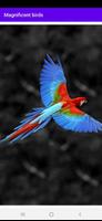 Magnificent birds скриншот 1