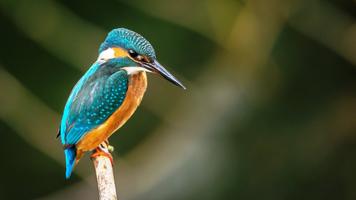 Magnificent birds скриншот 2