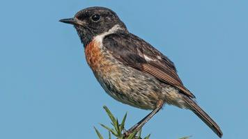 Magnificent birds скриншот 3