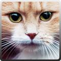 Animalz