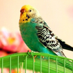 Teach your parrot to talk
