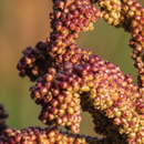 KALRO Finger Millet App APK