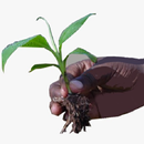 KALRO KilimoBora APK