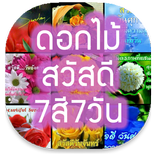 ดอกไม้สวัสดี 7สี7วัน