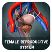 女性生殖系统生殖3D模型