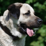 Kangal Dog Wallpapers HD APK