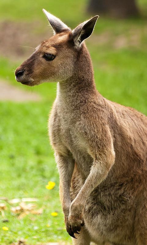 Kangaroo Wallpaper For Android Apk Download - kangaroo wallpaper for android apk how to get the shoulder kangaroo in roblox Kangaroo Wallpaper For Android Apk Download - how to get the shoulder kangaroo in roblox