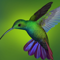 Bird Wallpapers