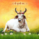 Kankrej Milk - Billing