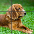 Icona Photo Puzzle