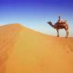 Camel Jigsaw Puzzles