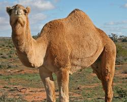 Camel Jigsaw Puzzle screenshot 3