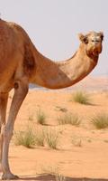 Camel Puzzles Affiche