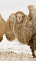 Camel Jigsaw Puzzle screenshot 2