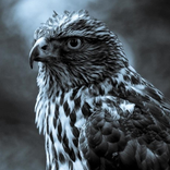 Falcon Jigsaw Puzzle