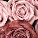 Rose Gold Wallpapers APK