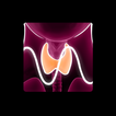 Thyroid Function Meter