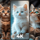 Cute Kitten Wallpapers APK