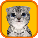 Cat Simulator HD APK