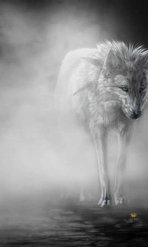 下载狼直播高清壁纸的安卓版本