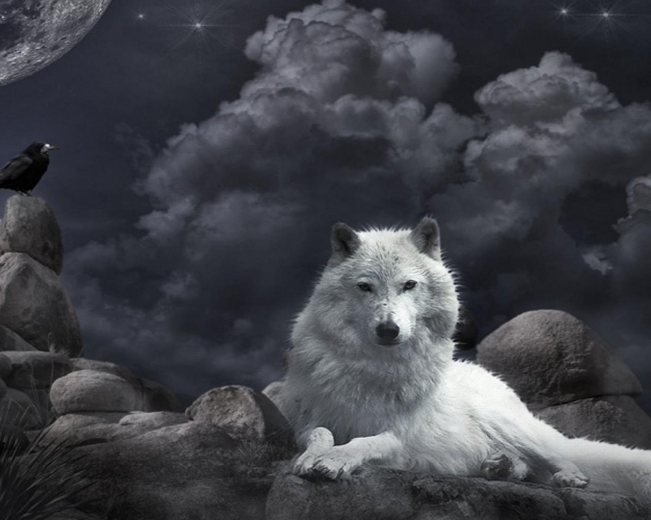 Living wolfs. Белый волк. Картинки на рабочий стол волки. Белый волк на скале. Волк фэнтези.