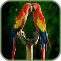 sons d'oiseaux