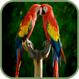 Geluiden Bird-icoon