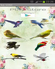 Bird sounds APK download