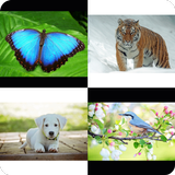 Tebak Gambar Hewan APK