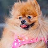 خلفيات كيوت للحيوانات