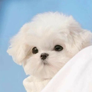 Kawaii Puppy Wallpaper 4K APK