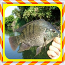 tilapia aquaculture APK